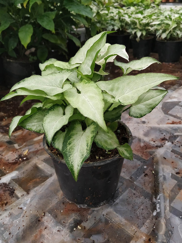 Syngonium Podophyllum Exotic Allusion Plant or Arrowhead plant,Nephthytis White Butterfly with Creamy White shade with tint of green coloured leaves