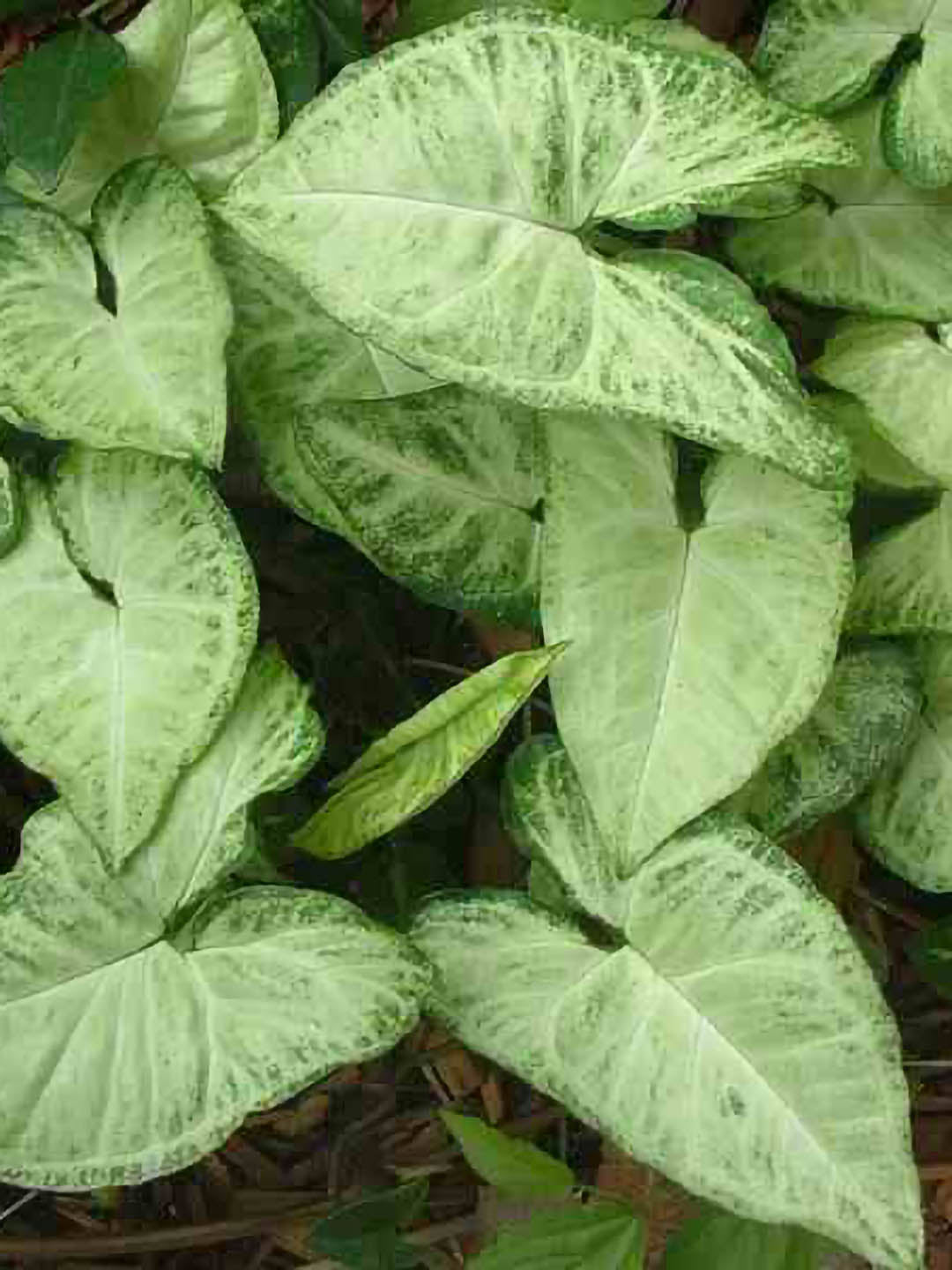 Syngonium Podophyllum Exotic Allusion 