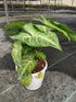 Syngonium Podophyllum Glo Go Plant or Arrowhead plant with White Veins on Green coloured leaves
