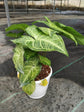 Syngonium Podophyllum Glo Go Plant or Arrowhead plant with White Veins on Green coloured leaves