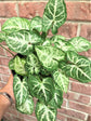 Syngonium Podophyllum Glo Go 