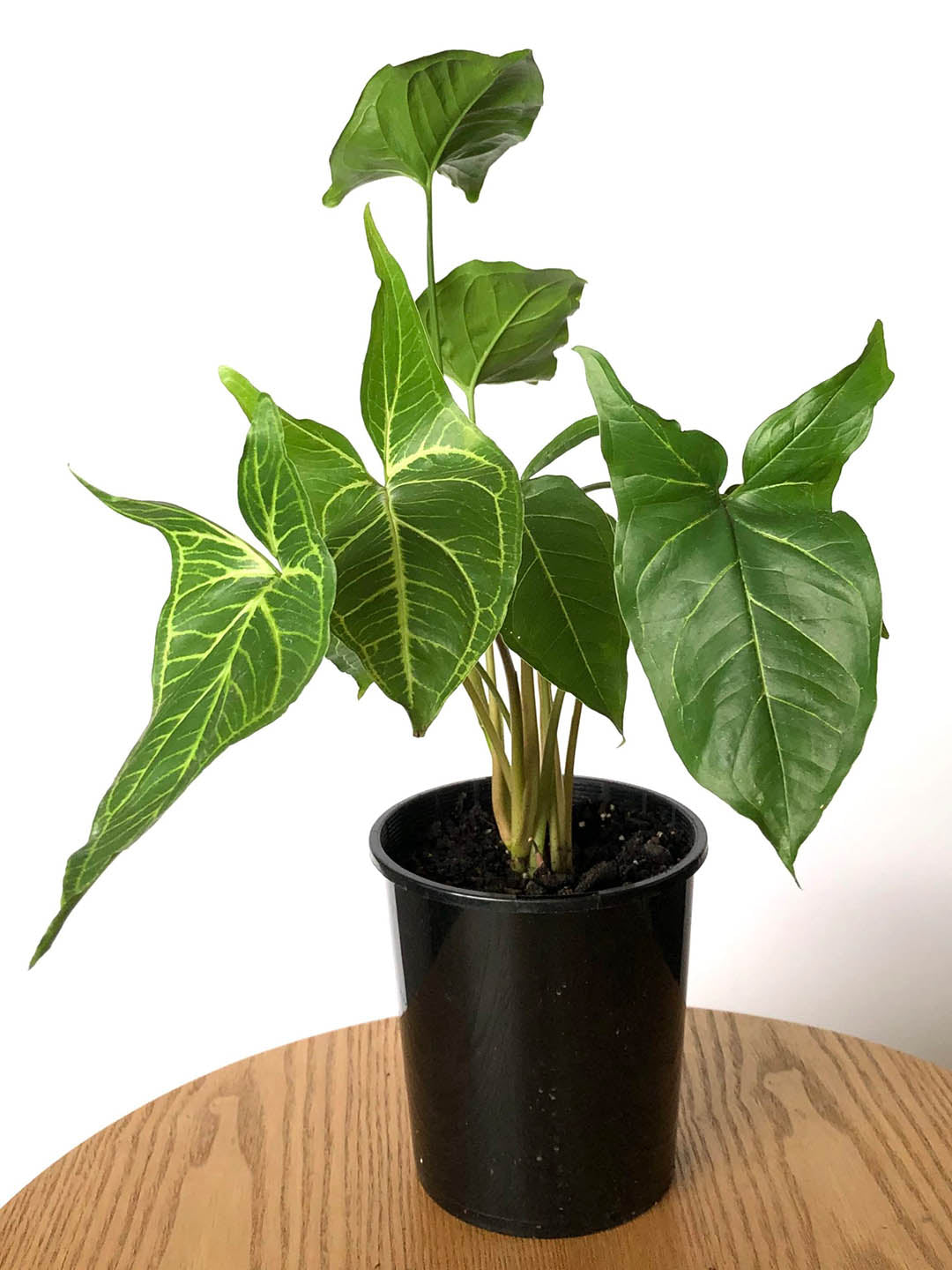 Syngonium Podophyllum Renoir Plant or Arrowhead plant with Green coloured leaves