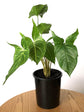 Syngonium Podophyllum Renoir Plant or Arrowhead plant with Green coloured leaves