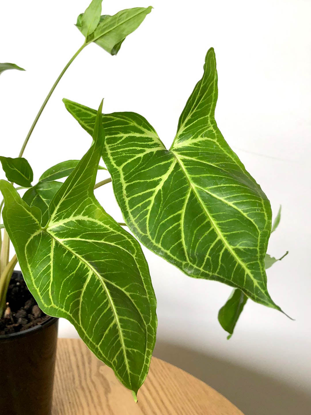 Syngonium Podophyllum Renoir 
