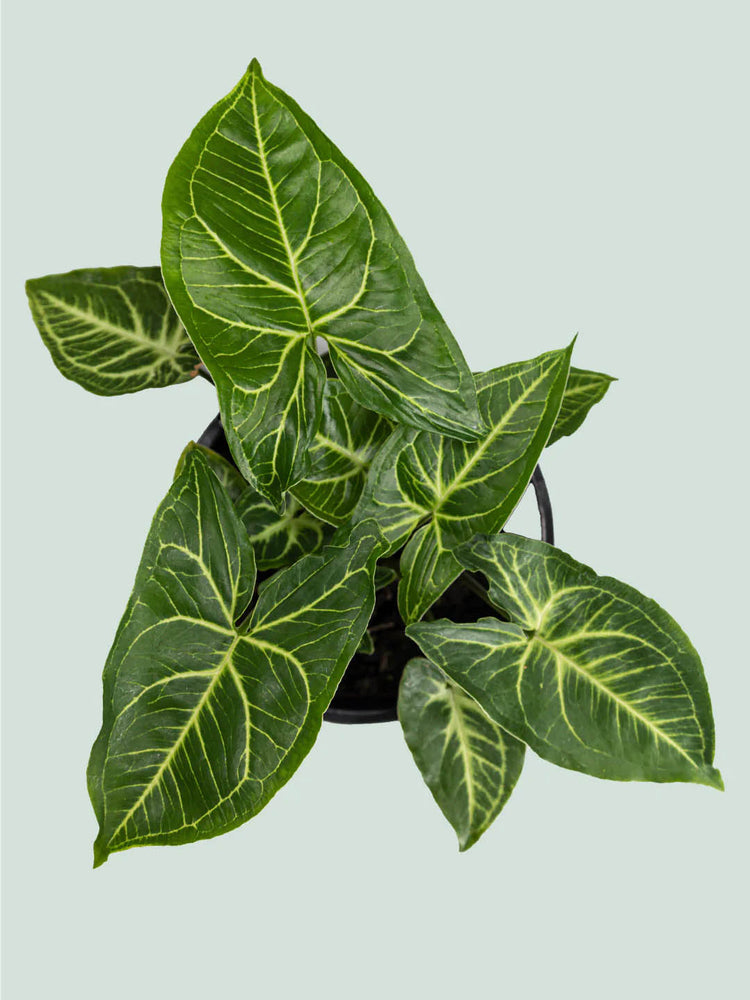 Syngonium Podophyllum Renoir 