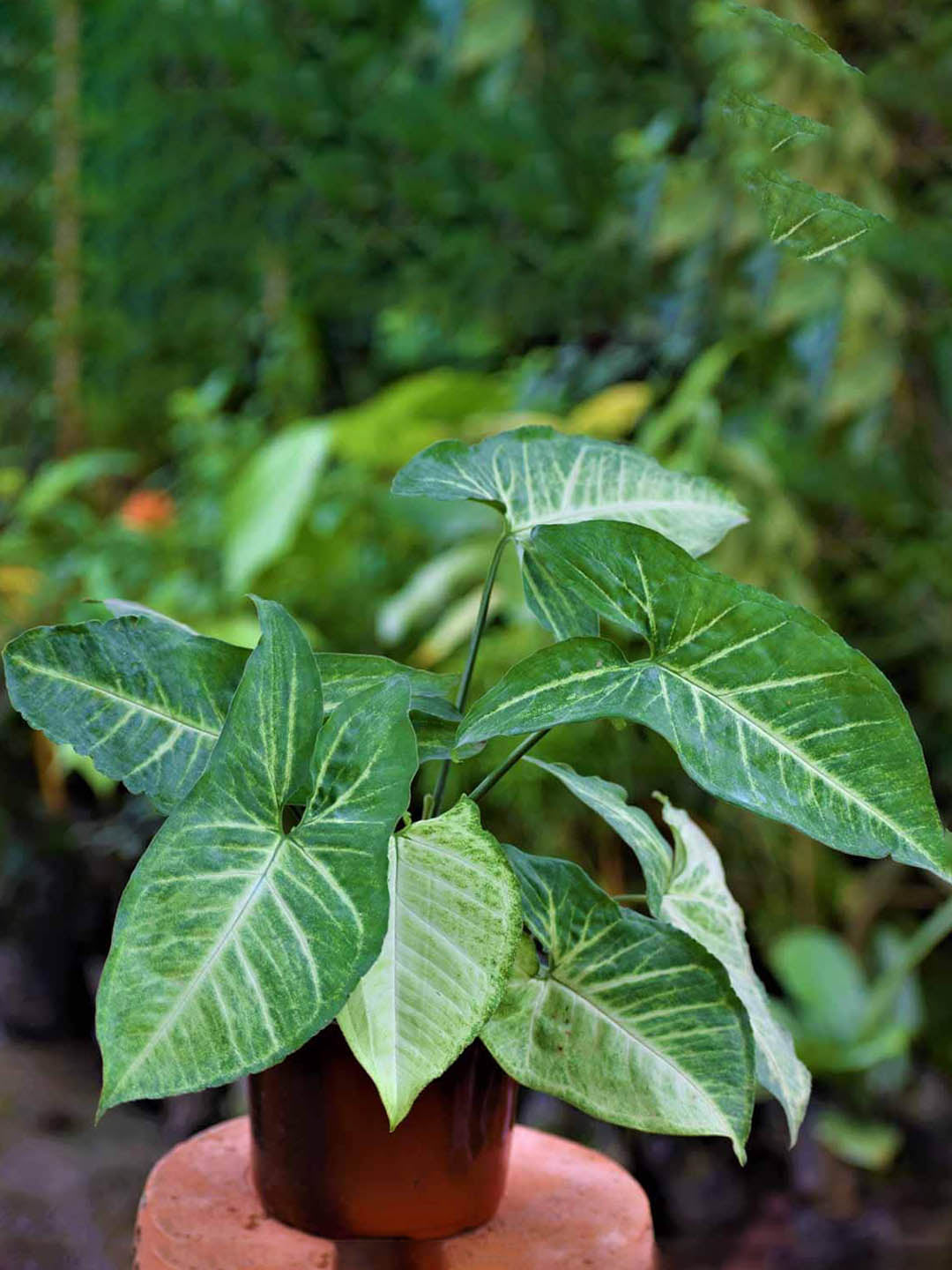 Syngonium Podophyllum Emerald Green Plant or Arrowhead plant with Thin White Veins on Dark Green coloured leaves