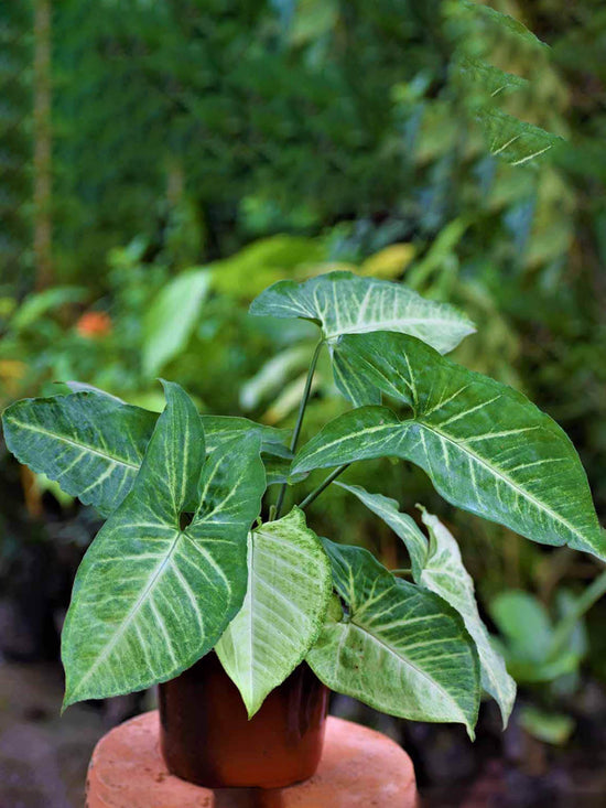Syngonium Podophyllum Emerald Green Plant or Arrowhead plant with Thin White Veins on Dark Green coloured leaves
