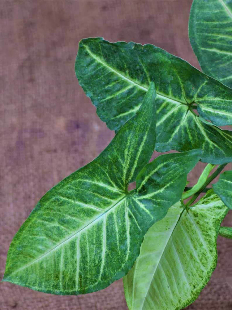 Syngonium Podophyllum Emerald Green 