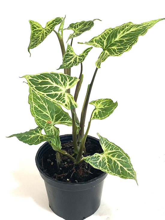 Syngonium Batik Plant or Arrowhead plant with Green, Silver/White coloured leaves