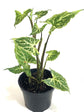 Syngonium Batik Plant or Arrowhead plant with Green, Silver/White coloured leaves