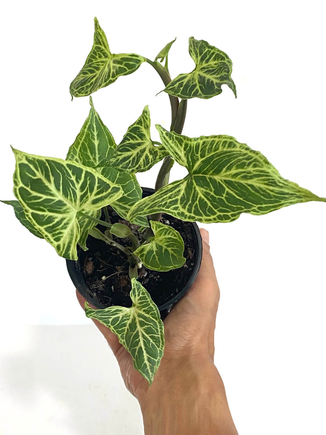 Syngonium Batik 