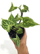 Syngonium Batik 