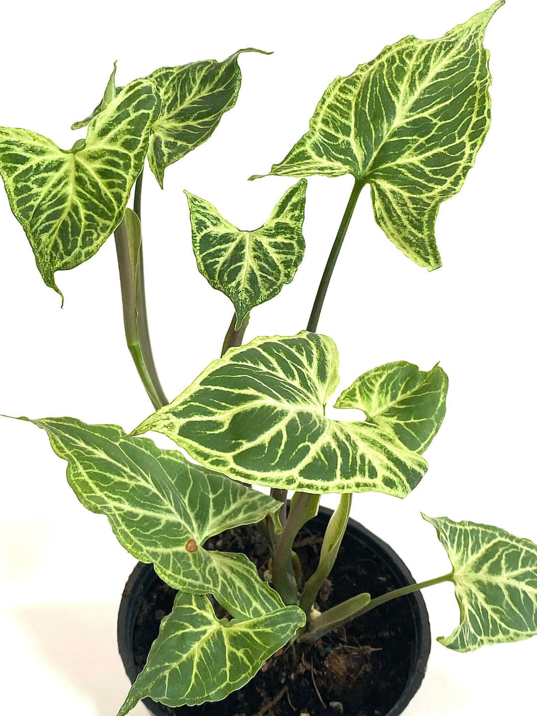 Syngonium Batik 