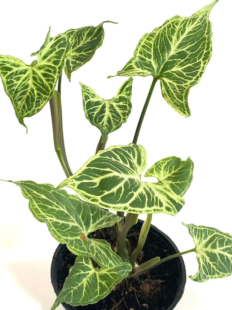 Syngonium Batik 
