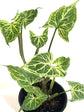 Syngonium Batik 