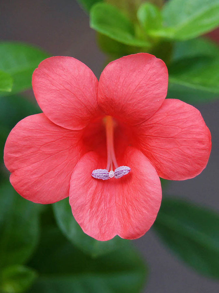 Barleria Repens Plant or Small Bush Violet with Green coloured leaves and Orange coloured flower 