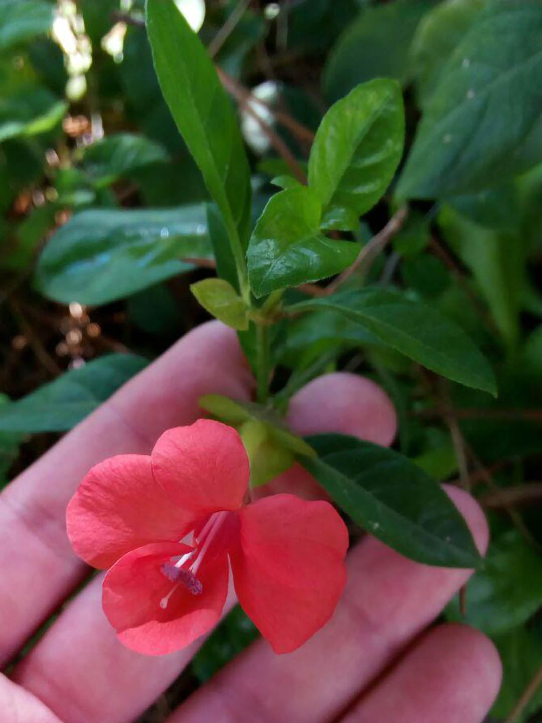Barleria Repens
