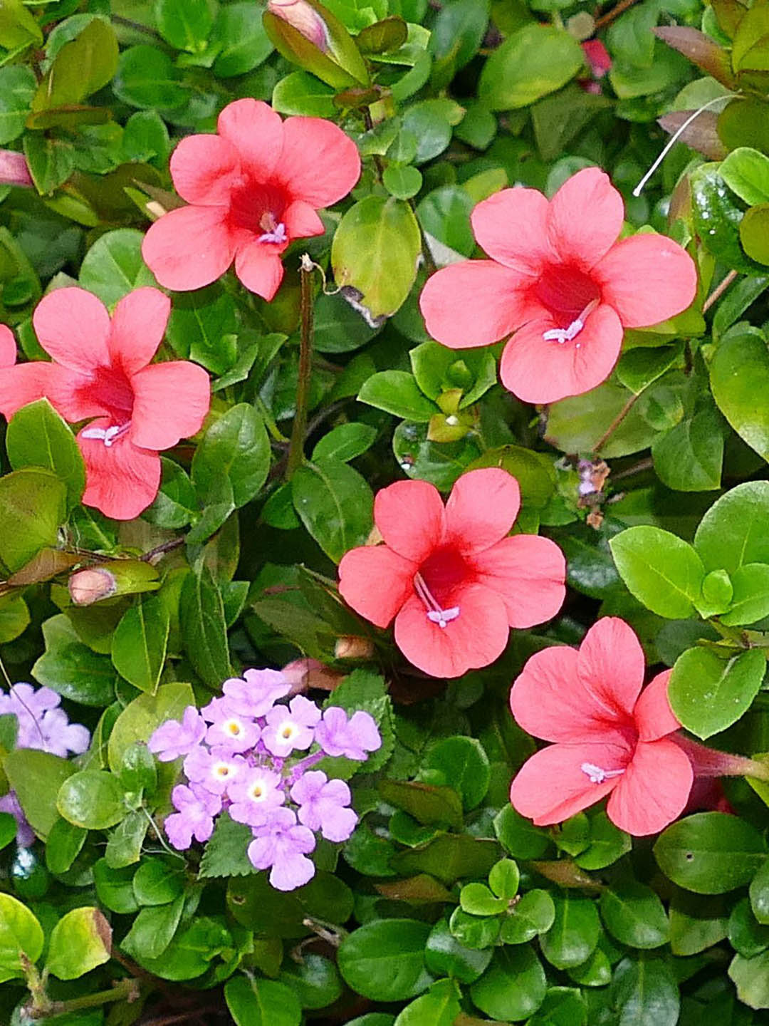 Barleria Repens