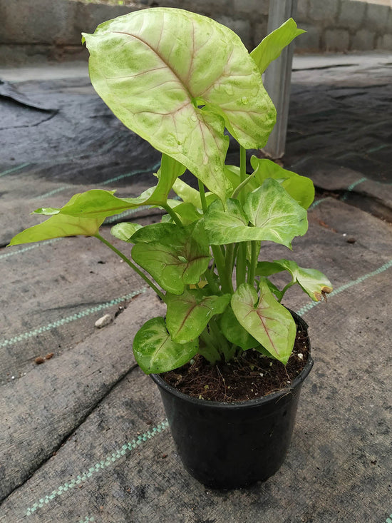 Syngonium podophyllum Berry Allusion Plant or Arrowhead plant with Thin Pink Veins on Light Green coloured leaves