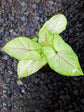 Syngonium podophyllum Berry Allusion 