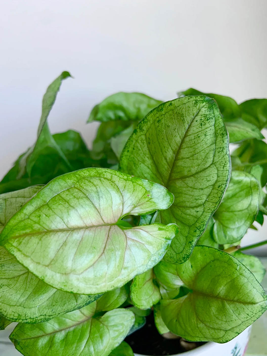 Syngonium podophyllum Berry Allusion 