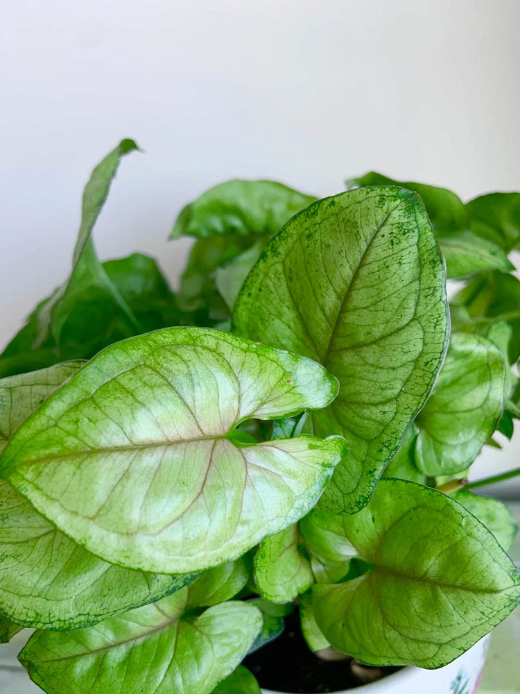 Syngonium podophyllum Berry Allusion 
