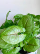 Syngonium podophyllum Berry Allusion 