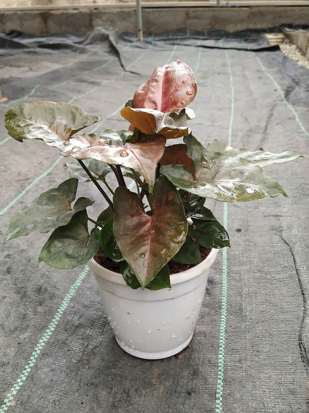 Syngonium Podophyllum Maria Allusion Plant or Arrowhead plant with Coppery Green Hue coloured leaves