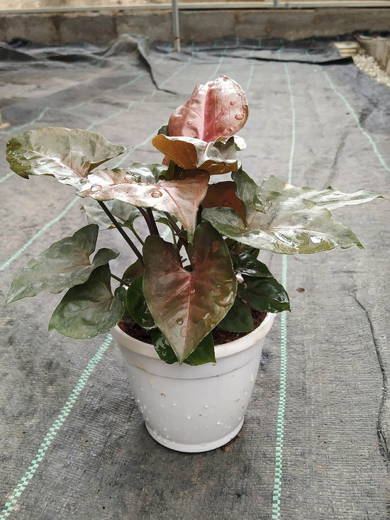Syngonium Podophyllum Maria Allusion Plant or Arrowhead plant with Coppery Green Hue coloured leaves