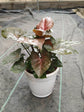 Syngonium Podophyllum Maria Allusion Plant or Arrowhead plant with Coppery Green Hue coloured leaves