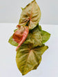 Syngonium Podophyllum Maria Allusion 