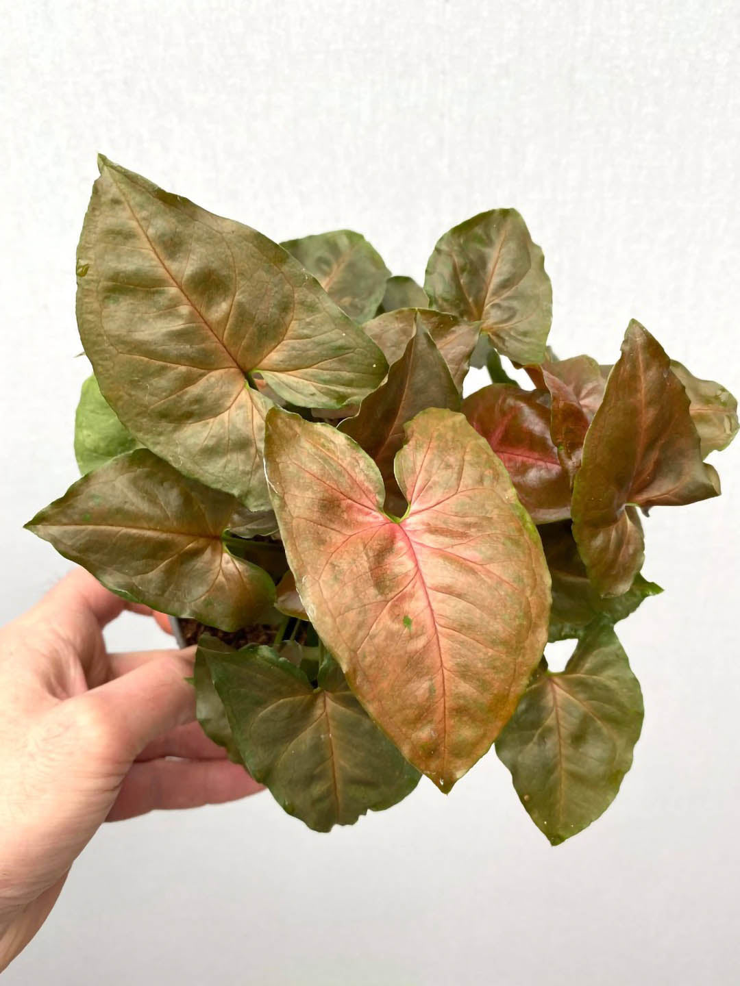 Syngonium Podophyllum Maria Allusion 