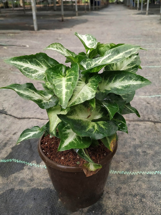 Syngonium Podophyllum Pixie Plant or Arrowhead plant with Green Margins over White background coloured leaves