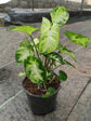 Syngonium Podophyllum Pixie 