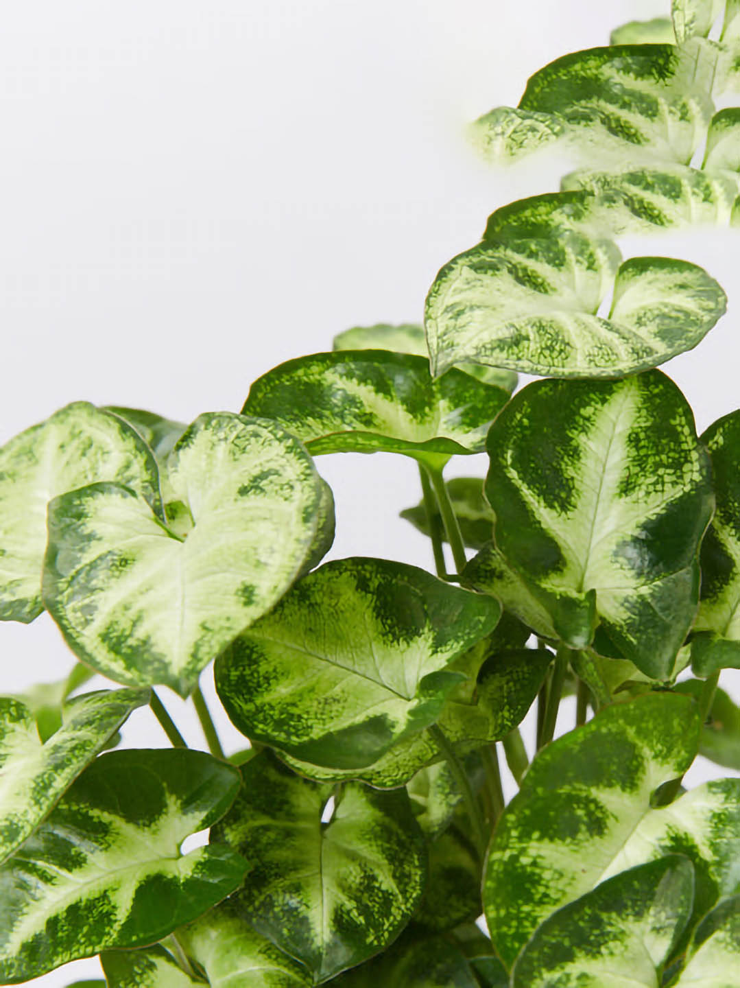 Syngonium Podophyllum Pixie 