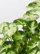 Syngonium Podophyllum Pixie 