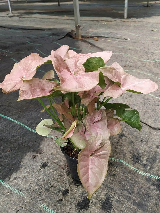 Syngonium Podophyllum Pink Neon Plant or Arrowhead plant with Creamy light green leaves with hints of pink blush coloured leaves