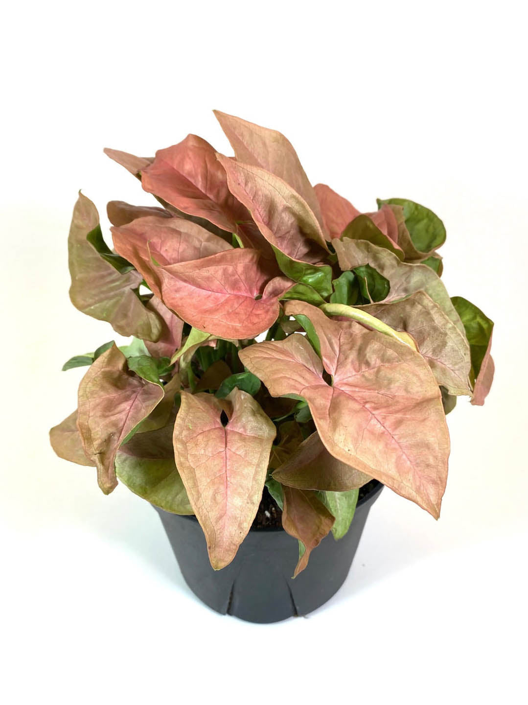 Syngonium Podophyllum Pink Allusion Plant or Arrowhead plant with Creamy light green leaves with hints of pink blush coloured leaves