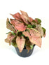 Syngonium Podophyllum Pink Allusion Plant or Arrowhead plant with Creamy light green leaves with hints of pink blush coloured leaves