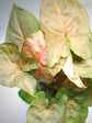 Syngonium Podophyllum Pink Allusion 