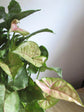 Syngonium Podophyllum Pink Allusion 