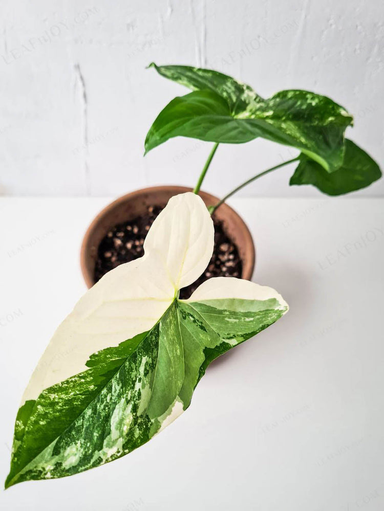 Syngonium Albo Variegata Plant or Syngonium Albo Variegata with Green, Silver/White coloured leaves