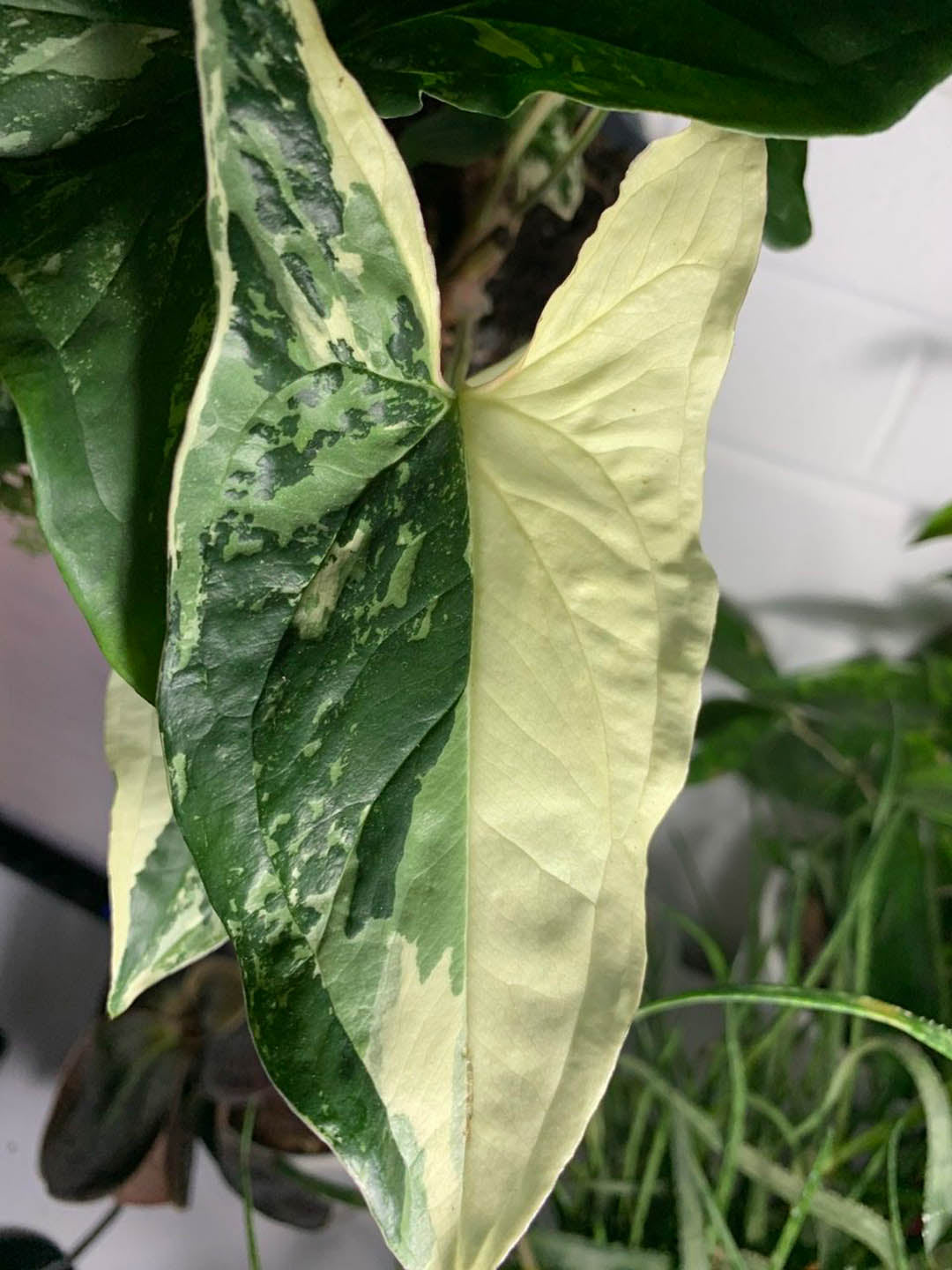 Syngonium Albo Variegata 