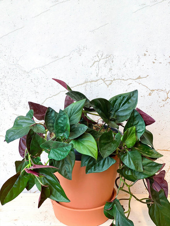 Syngonium Erythrophyllum Red Arrow Plant or Arrowhead plant with Green, Red coloured leaves