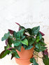 Syngonium Erythrophyllum Red Arrow Plant or Arrowhead plant with Green, Red coloured leaves