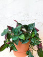 Syngonium Erythrophyllum Red Arrow Plant or Arrowhead plant with Green, Red coloured leaves