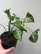 Syngonium Godzilla Plant or Syngonium Shell Shocked, Monee Cup Syngonium with Green, Yellow coloured leaves