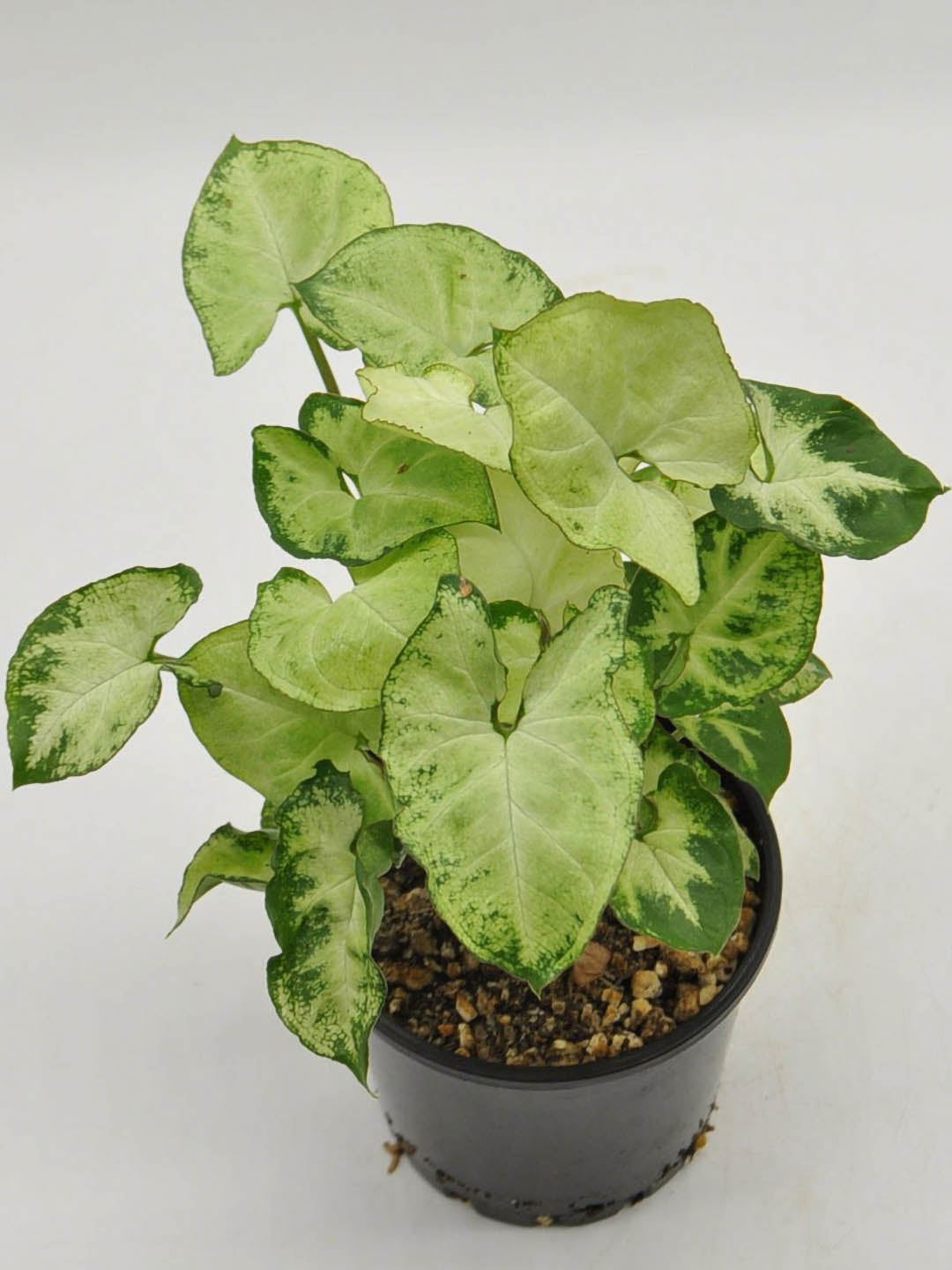 Syngonium Mini Pixie White Plant or Arrowhead Vine, Goosefoot Plant with Green, Yellow or White coloured leaves