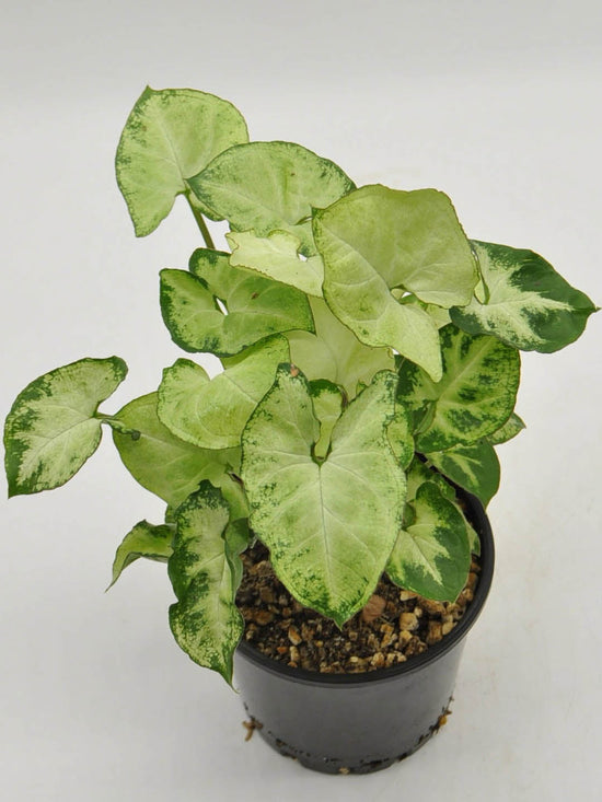 Syngonium Mini Pixie White Plant or Arrowhead Vine, Goosefoot Plant with Green, Yellow or White coloured leaves