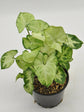 Syngonium Mini Pixie White Plant or Arrowhead Vine, Goosefoot Plant with Green, Yellow or White coloured leaves